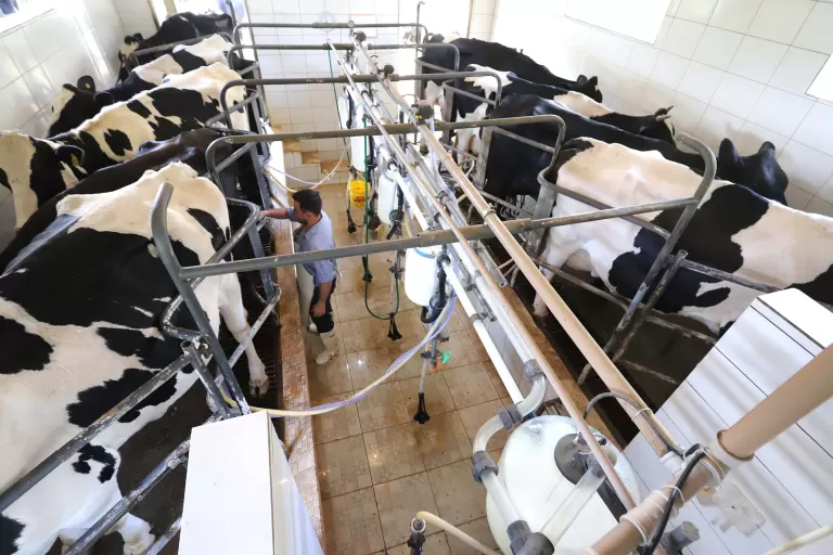 Paraná bate recorde na produção de frangos, suínos, bovinos, leite e ovos em 2025