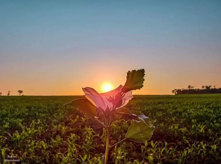 Motivos para ser feliz