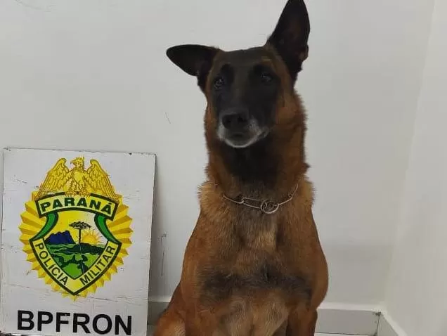 Cão localiza drogas em ônibus e adolescente é apreendido em Guaíra