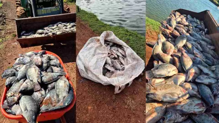Produtor perde 25 toneladas de peixes com oscilações na energia