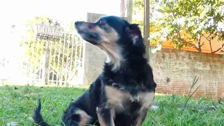 Já pensou em dividir a guarda do seu pet? Nova lei regulamenta prática no Brasil