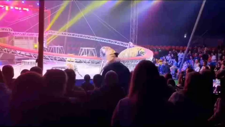 Durante espetáculo, tigre salta em direção do público em circo na Rússia