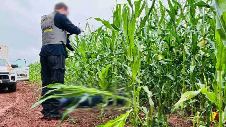 Homem é executado a tiros em milharal no Oeste do Paraná