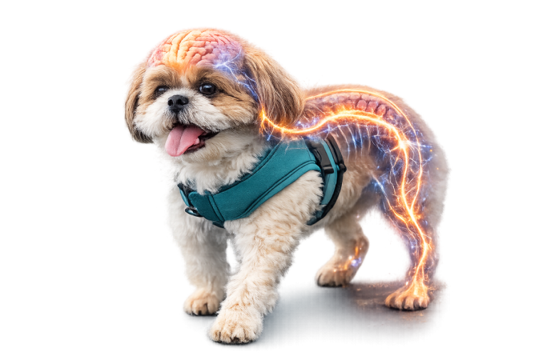 Cão com lesão na coluna volta a andar: a neuroplasticidade explica; confira o vídeo