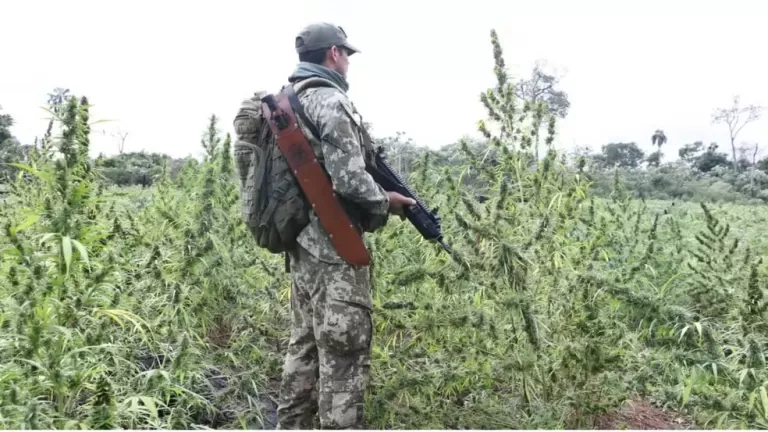 Plantações de maconha do tamanho de 130 campos de futebol são incineradas em operação conjunta do Brasil e Paraguai