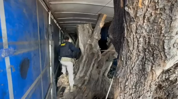 PRF apreende seis árvores de oliveiras contrabandeadas no Paraná; veja o vídeo