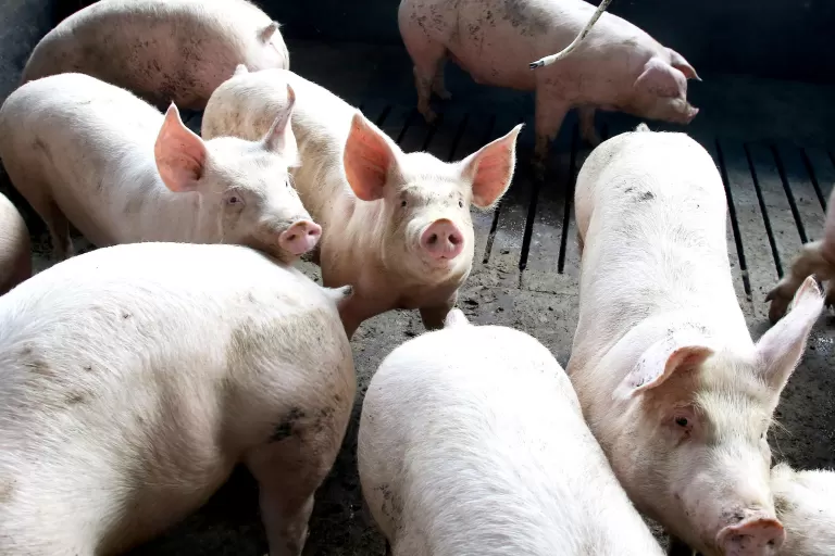 Atualização técnica é fundamental para produzir suínos com mais segurança e rentabilidade, ressalta presidente da Copacol