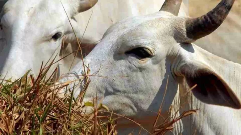 União Europeia veta compra de carne brasileira a partir de setembro