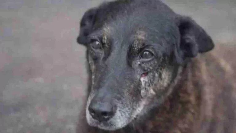Caso do cão Orelha é arquivado após agressão ser descartada