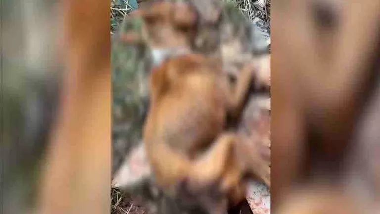 Polícia Civil de Toledo investiga caso de maus-tratos a pitbulls; um animal morreu
