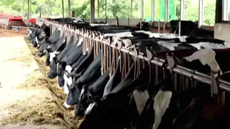 Prazo para atualização obrigatória de rebanhos no Paraná termina na próxima terça-feira