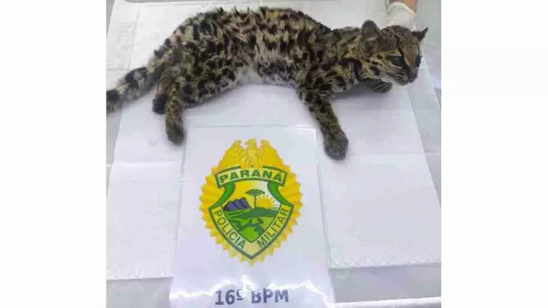Jaguatirica debilitada é resgatada em fazenda em Guarapuava