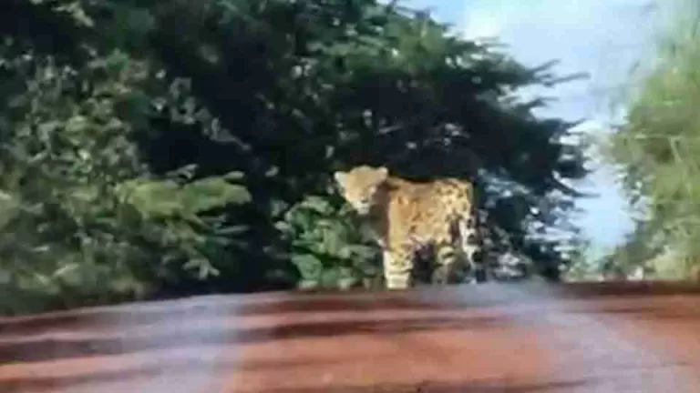 Onça-pintada é flagrada atravessando estrada no Parque Nacional do Iguaçu, na Argentina