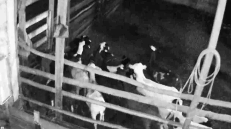 “Onça entra em frenesi de caça”: explica bióloga sobre ataque que matou 34 ovelhas