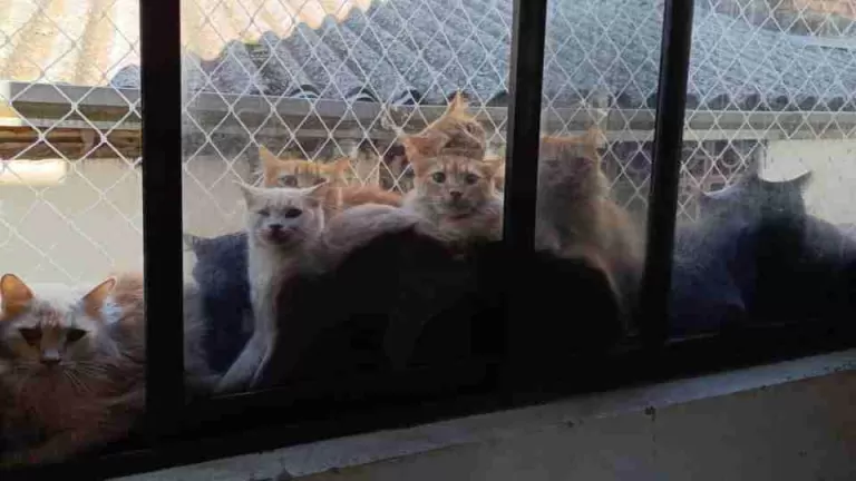 Mais de 400 gatos são encontrados em apartamento de aposentada