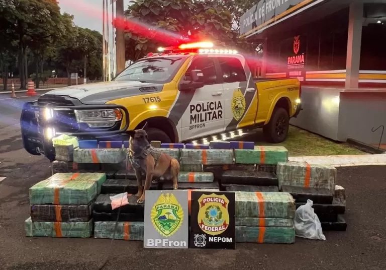 Quase uma tonelada de maconha e centenas de comprimidos de ecstasy são apreendidos em Santa Helena