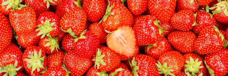 Produtores de morango atendidos pela ATeG em Campo Largo buscam certificação