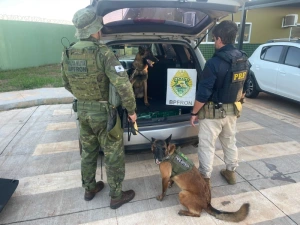 Cão farejador localiza mais de 100 quilos de drogas em fundo falso de carro em Guaíra