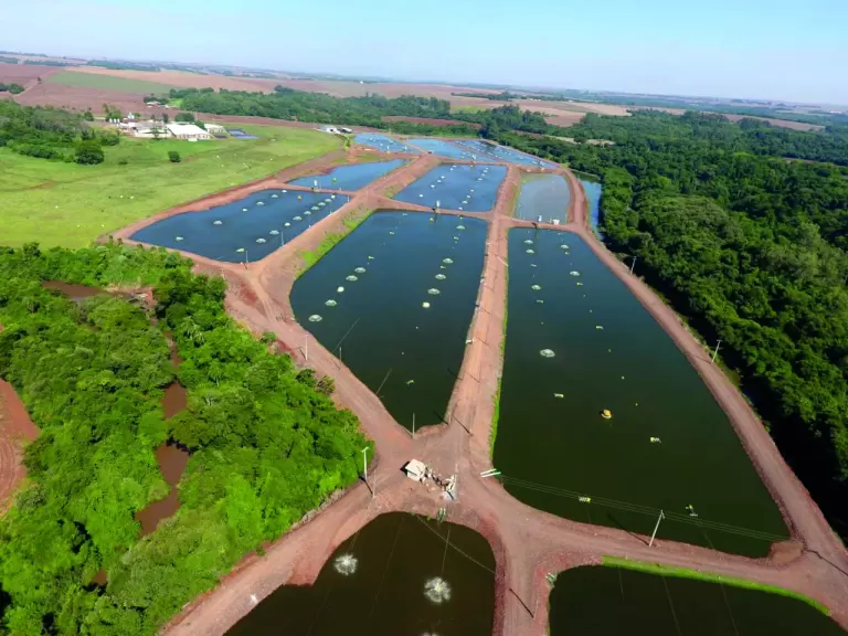 Família Becker verticaliza produção de tilápia do alevino à engorda no Paraná