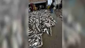 Pesca gigante de tainha transforma praia em cenário impressionante em Santa Catarina