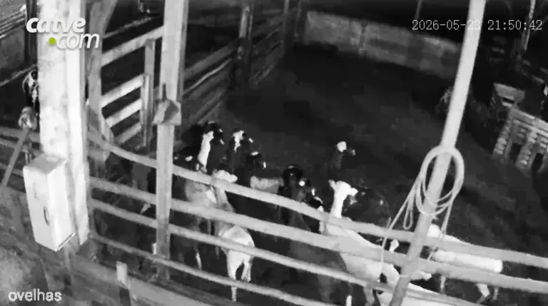 34 ovelhas morrem por ataque de onça no Paraná; veja o vídeo