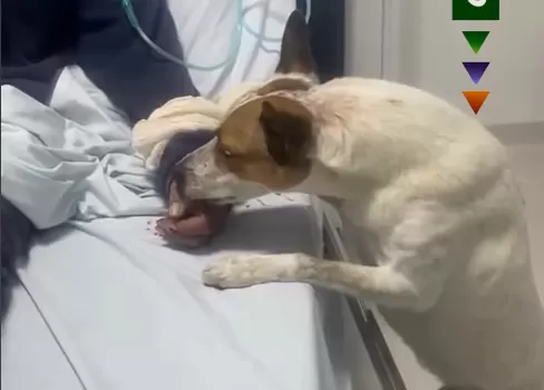Cachorro acompanha tutora até atendimento na UPA e chama atenção; veja o vídeo