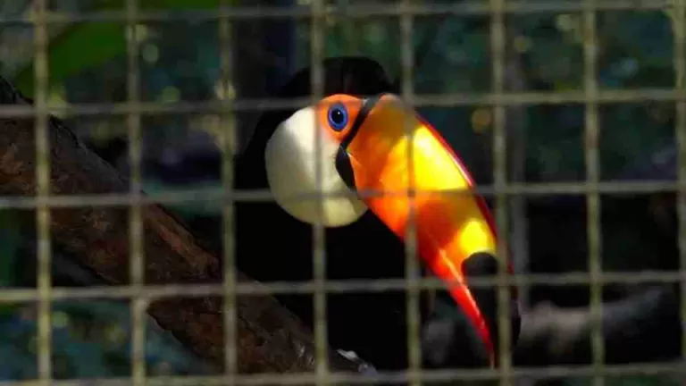 Zoológico de Cascavel recebe selo de certificação nacional