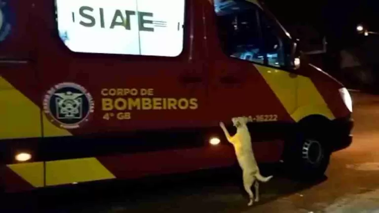 Cadela tenta seguir dona ferida e emociona durante atendimento do Siate