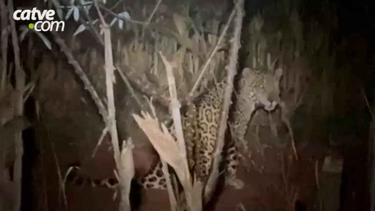 Moradora se depara com onça-pintada ao olhar pela janela de casa em São Miguel do Iguaçu; confira o vídeo