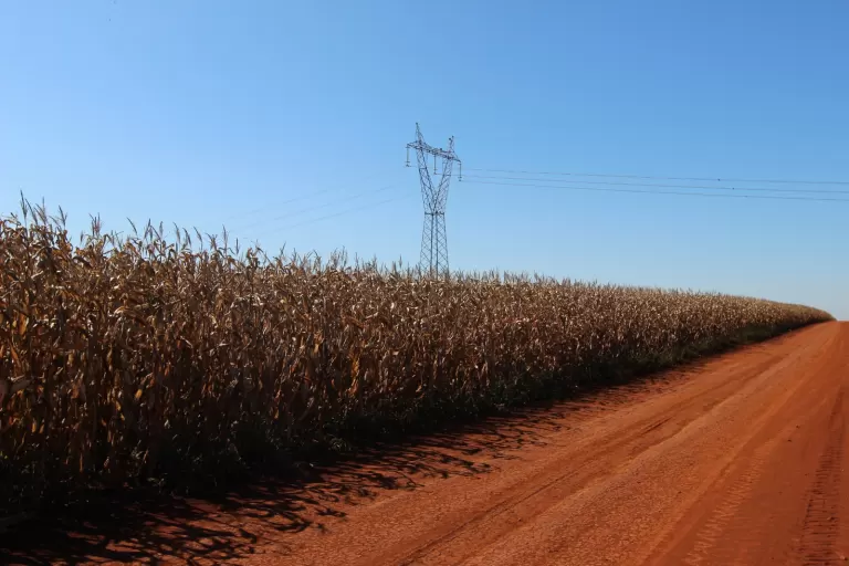 Sistema Faep lamenta decisão da ANTT que impede o cultivo agrícola na faixa de domínio