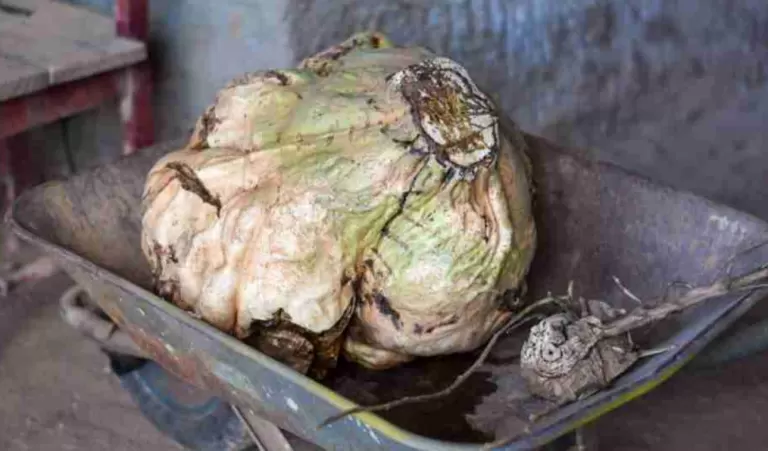 Batata-doce de 40,5 quilos surpreende produtores e pode entrar para a história no Paraná