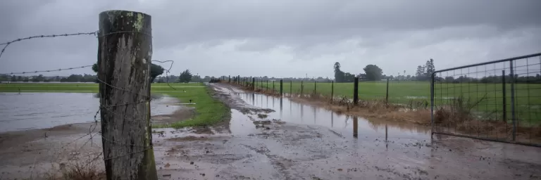 Em ofício, Sistema Faep pede que governo federal desista de novo corte no Seguro Rural