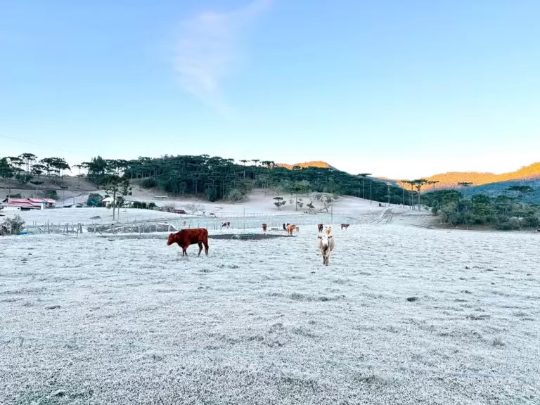 Temperatura de -6º congela ponte e água para animais na Serra de Santa Catarina
